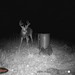 Hanke's Hunts Kansas Game Camera Photo