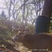 Hanke's Hunts Kansas Game Camera Photo