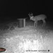 Hanke's Hunts Kansas Game Camera Photo