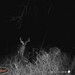 Hanke's Hunts Kansas Game Camera Photo