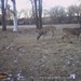 Hanke's Hunts Kansas Game Camera Photo