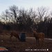 Hanke's Hunts Kansas Game Camera Photo