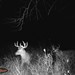 Hanke's Hunts Kansas Game Camera Photo