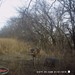 Hanke's Hunts Kansas Game Camera Photo