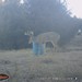 Hanke's Hunts Kansas Game Camera Photo
