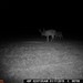 Hanke's Hunts Kansas Game Camera Photo