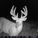 Hanke's Hunts Kansas Game Camera Photo
