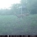 Hanke's Hunts Kansas Game Camera Photo