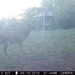 Hanke's Hunts Kansas Game Camera Photo