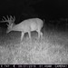 Hanke's Hunts Kansas Game Camera Photo