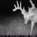 Hanke's Hunts Kansas Game Camera Photo