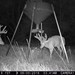 Hanke's Hunts Kansas Game Camera Photo