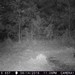 Hanke's Hunts Kansas Game Camera Photo