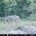 Hanke's Hunts Kansas Game Camera Photo