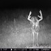 Hanke's Hunts Kansas Game Camera Photo