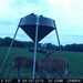 Hanke's Hunts Kansas Game Camera Photo