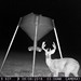 Hanke's Hunts Kansas Game Camera Photo