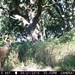Hanke's Hunts Kansas Game Camera Photo