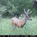 Hanke's Hunts Kansas Game Camera Photo