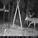 Hanke's Hunts Kansas Game Camera Photo