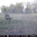 Hanke's Hunts Kansas Game Camera Photo