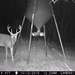 Hanke's Hunts Kansas Game Camera Photo