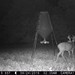 Hanke's Hunts Kansas Game Camera Photo