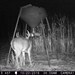 Hanke's Hunts Kansas Game Camera Photo