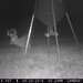 Hanke's Hunts Kansas Game Camera Photo