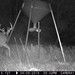 Hanke's Hunts Kansas Game Camera Photo