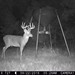 Hanke's Hunts Kansas Game Camera Photo