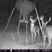 Hanke's Hunts Kansas Game Camera Photo