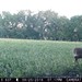 Hanke's Hunts Kansas Game Camera Photo