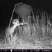 Hanke's Hunts Kansas Game Camera Photo
