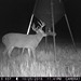 Hanke's Hunts Kansas Game Camera Photo