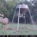 Hanke's Hunts Kansas Game Camera Photo