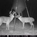 Hanke's Hunts Kansas Game Camera Photo