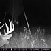 Hanke's Hunts Kansas Game Camera Photo