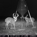 Hanke's Hunts Kansas Game Camera Photo