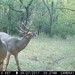 Hanke's Hunts Kansas Game Camera Photo