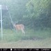 Hanke's Hunts Kansas Game Camera Photo