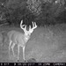 Hanke's Hunts Kansas Game Camera Photo