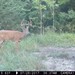 Hanke's Hunts Kansas Game Camera Photo