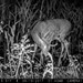 Hanke's Hunts Kansas Game Camera Photo