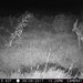 Hanke's Hunts Kansas Game Camera Photo