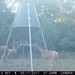 Hanke's Hunts Kansas Game Camera Photo