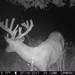 Hanke's Hunts Kansas Game Camera Photo