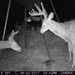 Hanke's Hunts Kansas Game Camera Photo