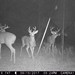 Hanke's Hunts Kansas Game Camera Photo