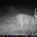 Hanke's Hunts Kansas Game Camera Photo